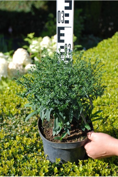 Астра кустовая Старлайт  - 3л/вис.20-25см/Ø15-20см